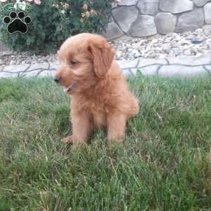 Ollie, Mini Goldendoodle Puppy